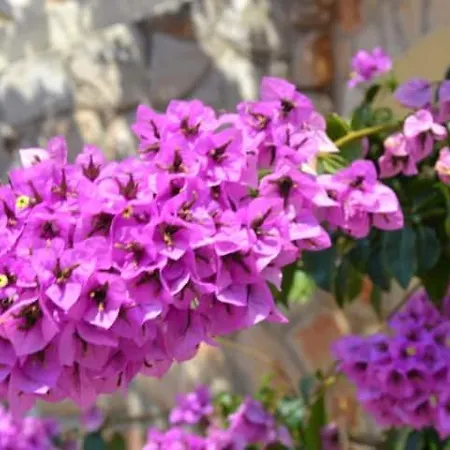 Kadinela, 200m From Kamenjak, Huge Quiet Garden With Barbecue, 2 New Kitchens Apartment Premantura